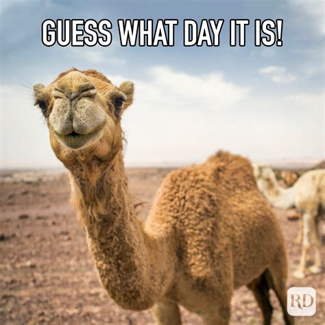 hump day meme